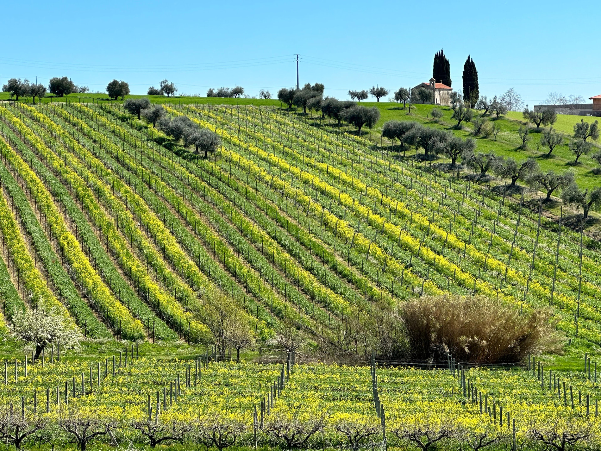 The Bossanova vineyards in the hills of Controguerra, Abruzzo