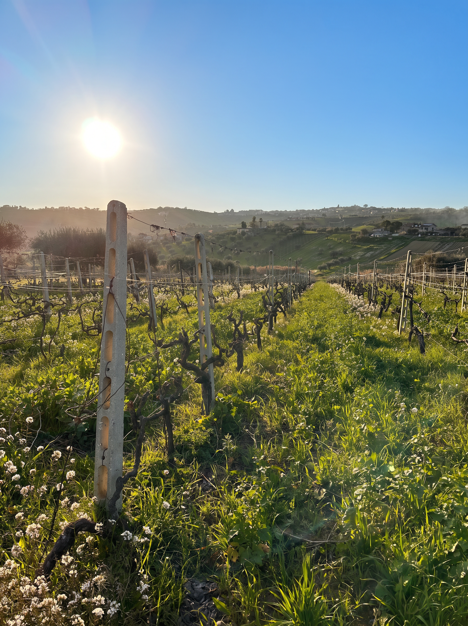 Bossanova vineyards under a clear blue sky in the Colline Teramane, Controguerra