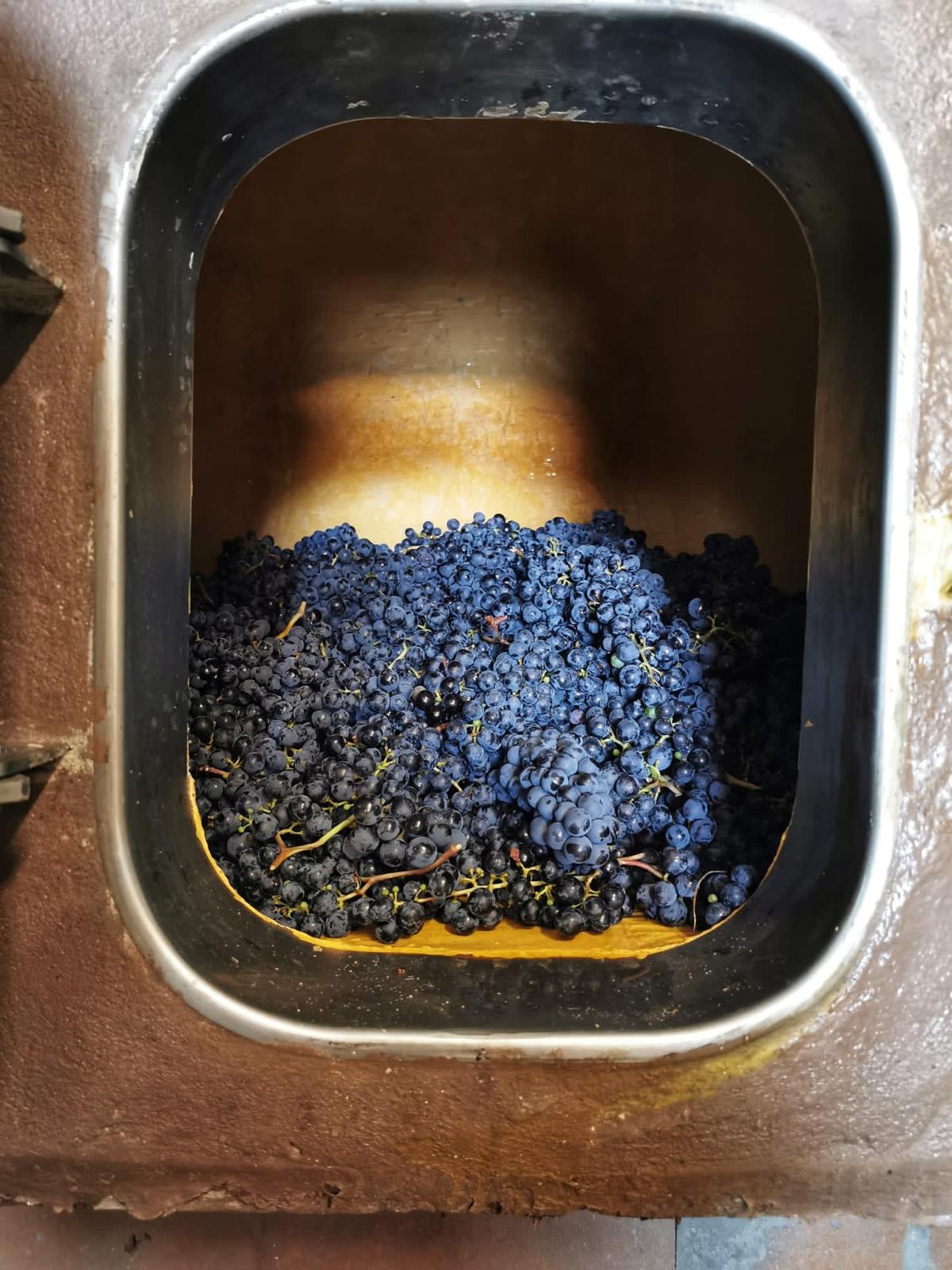 Montepulciano grapes resting in a concrete fermentation tank at Bossanova