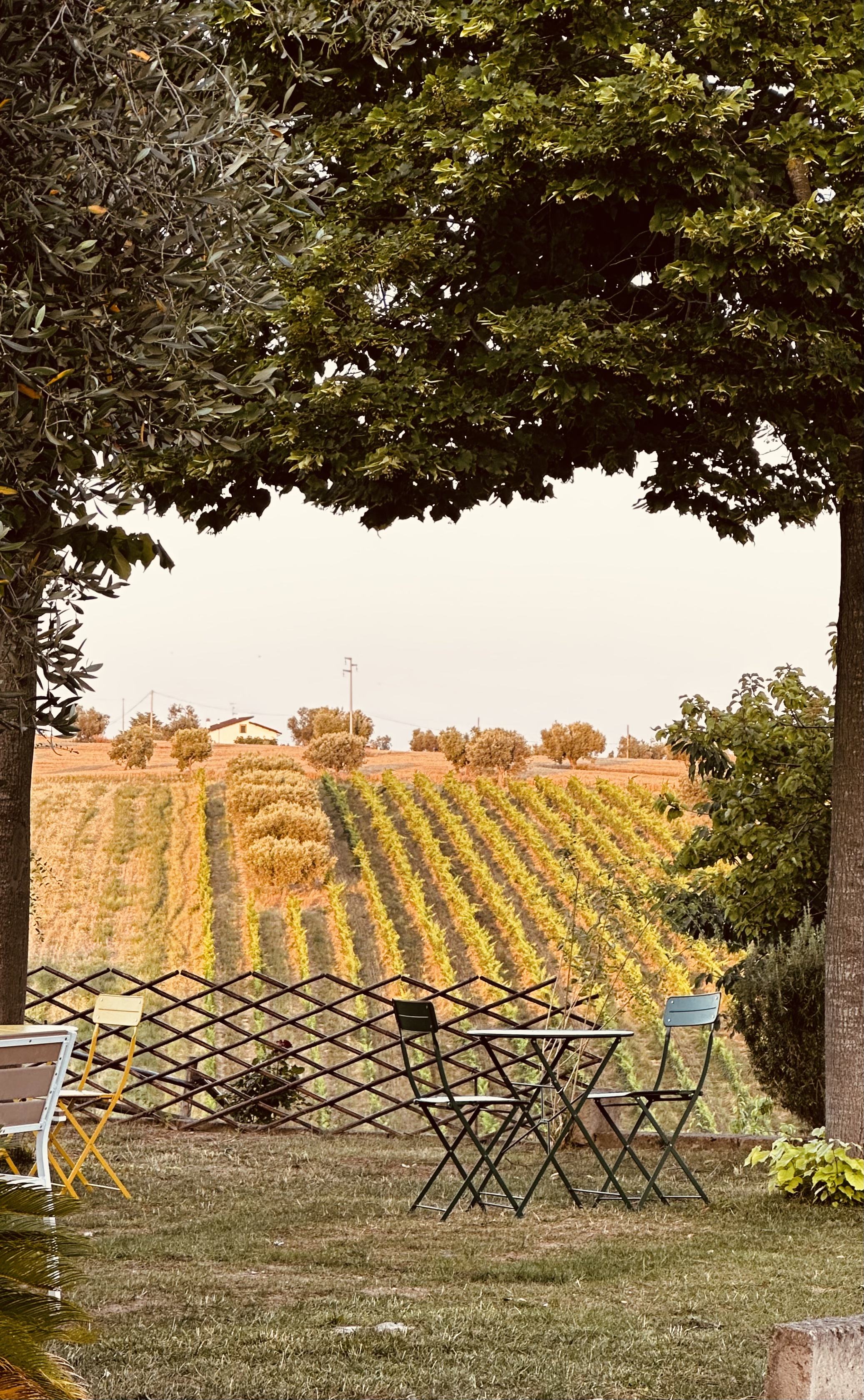 Vineyard view from the Bossanova guest terrace in the Abruzzo hills